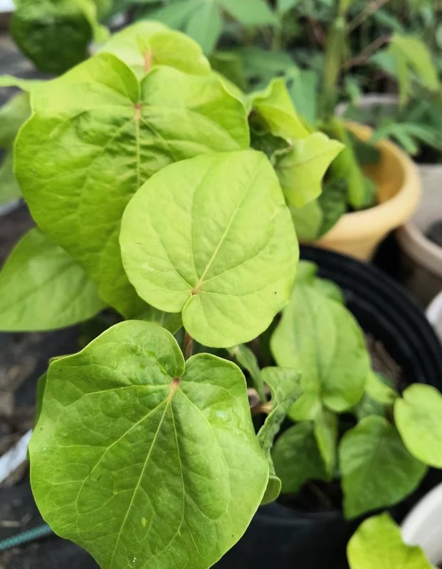 Organic Betel Leaf Live Plant - Piper Betle Herb for Paan - Image 2