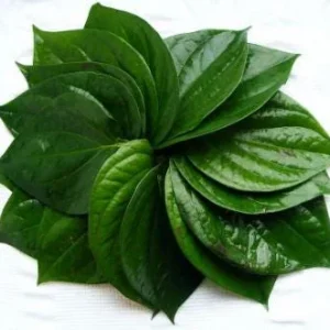 Organic Betel Leaf Live Plant - Piper Betle Herb for Paan - Image 3
