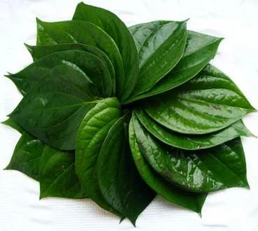 Organic Betel Leaf Live Plant - Piper Betle Herb for Paan - Image 3