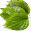 Organic Betel Leaf Live Plant - Piper Betle Herb for Paan - Image 1