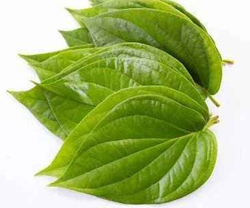Organic Betel Leaf Live Plant - Piper Betle Herb for Paan - Image 1
