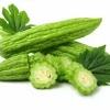 Organic Bitter Gourd Seeds - Green or White Skin Long Melon - Vegetable Seeds - Image 1