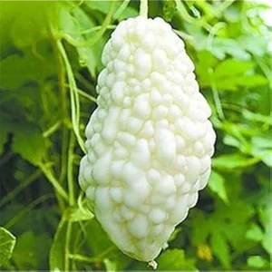 Organic Bitter Gourd Seeds - Green or White Skin Long Melon - Vegetable Seeds - Image 2