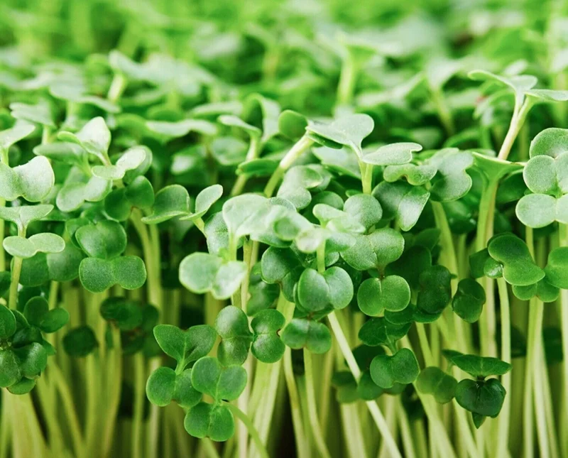 Organic Broccoli Microgreen Seeds - Heirloom, Non-GMO Sprouting Seeds - Image 2