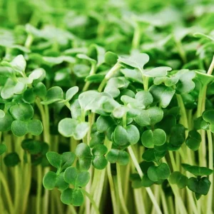 Organic Broccoli Microgreen Seeds - Heirloom, Non-GMO Sprouting Seeds - Image 3
