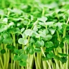 Organic Broccoli Microgreen Seeds – Heirloom, Non-GMO Sprouting Seeds – Annual - Image 1