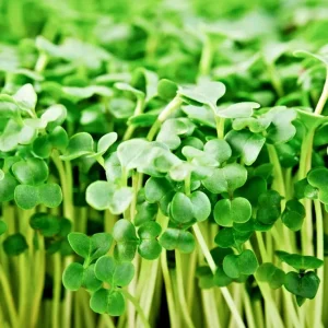 Organic Broccoli Microgreen Seeds – Heirloom, Non-GMO Sprouting Seeds – Annual - Image 1