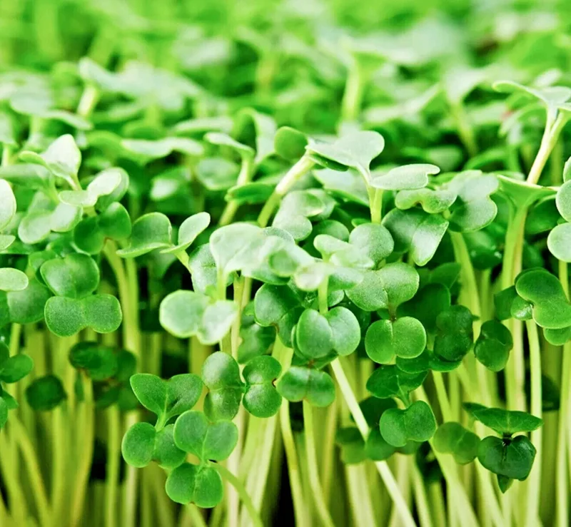 Organic Broccoli Microgreen Seeds – Heirloom, Non-GMO Sprouting Seeds – Annual - Image 1