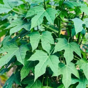 Organic Chaya Tree Live Plant – Mayan Spinach – 4 Inch Pot – Edible Perennial - Image 1