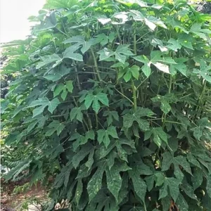 Organic Chaya Tree Live Plant – Mayan Spinach – 4 Inch Pot – Edible Perennial - Image 2