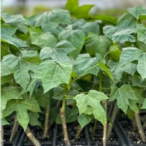 Organic Chaya Tree Live Plant – Mayan Spinach – 4 Inch Pot – Edible Perennial - Image 3