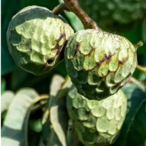 Organic Cherimoya Live Plant – Custard Apple Tree – 12-18 Inches Tall – 1 Gallon Pot - Image 2