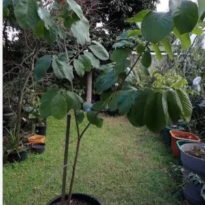 Organic Cherimoya Live Plant – Custard Apple Tree – 12-18 Inches Tall – 1 Gallon Pot - Image 3