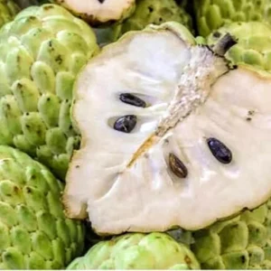 Organic Cherimoya Live Plant – Custard Apple Tree – 12-18 Inches Tall – 1 Gallon Pot - Image 1