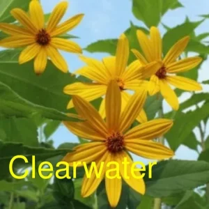 Organic Clearwater Sunchoke Tubers - Jerusalem Artichoke for Planting - Image 2