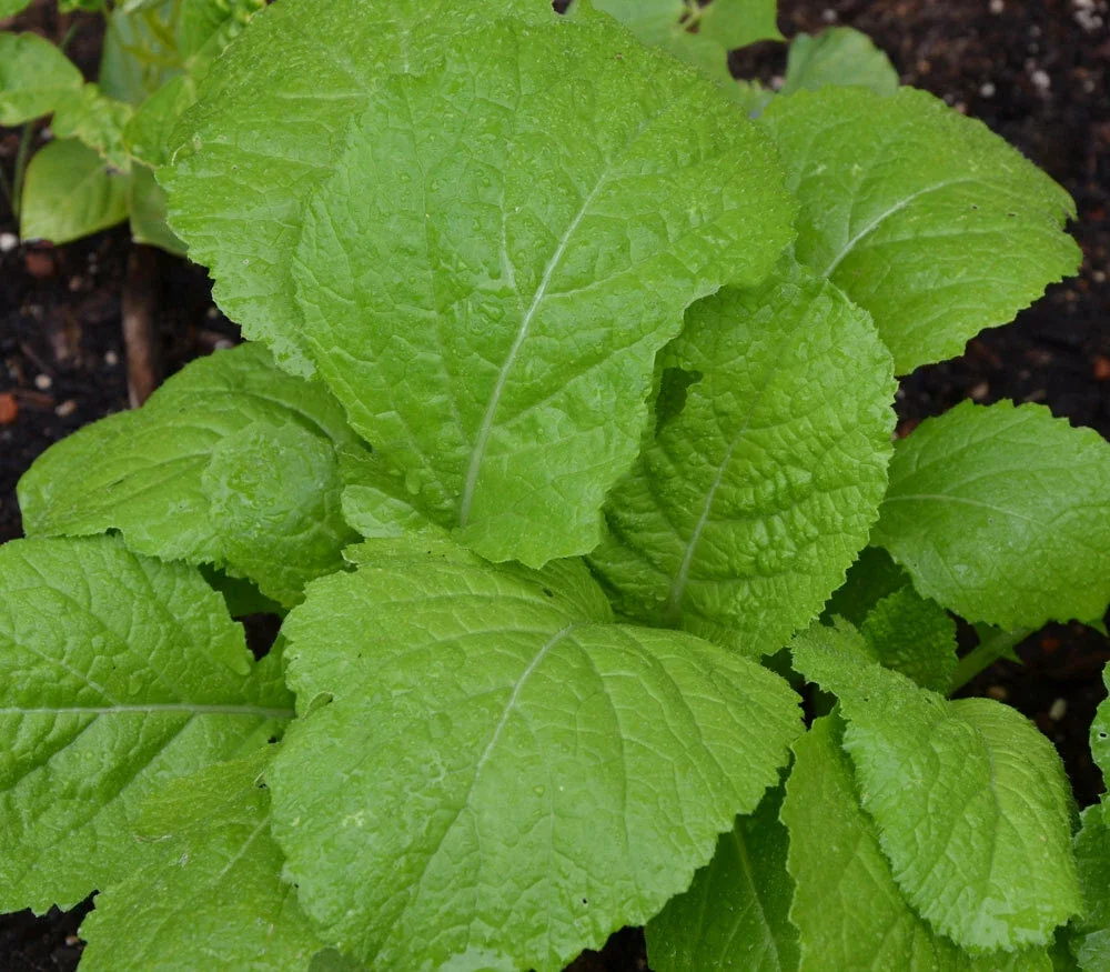 Organic Florida Broadleaf Mustard Green Seeds - 1200+ Count, Vegetable Seeds Outdoor - Image 1
