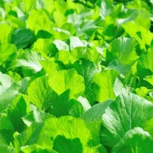 Organic Florida Broadleaf Mustard Green Seeds - 1200+ Count, Vegetable Seeds Outdoor - Image 2