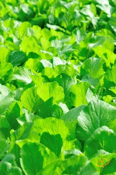 Organic Florida Broadleaf Mustard Green Seeds - 1200+ Count, Vegetable Seeds Outdoor - Image 3