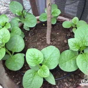 Organic Green Malabar Spinach Seeds - Big Leaves - Non-GMO - 50, 100, or 500 Seeds - Image 2