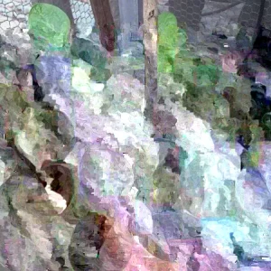 Organic Green Malabar Spinach Seeds - Big Leaves - Non-GMO - 50, 100, or 500 Seeds - Image 2