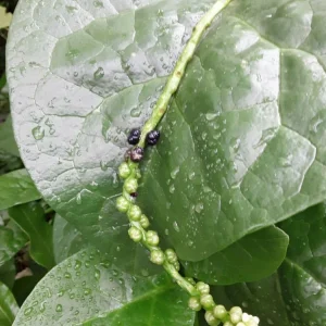 Organic Green Stem Malabar Spinach Seeds - Alugbati Mong Toi Poi Sang Ceylon - Image 2