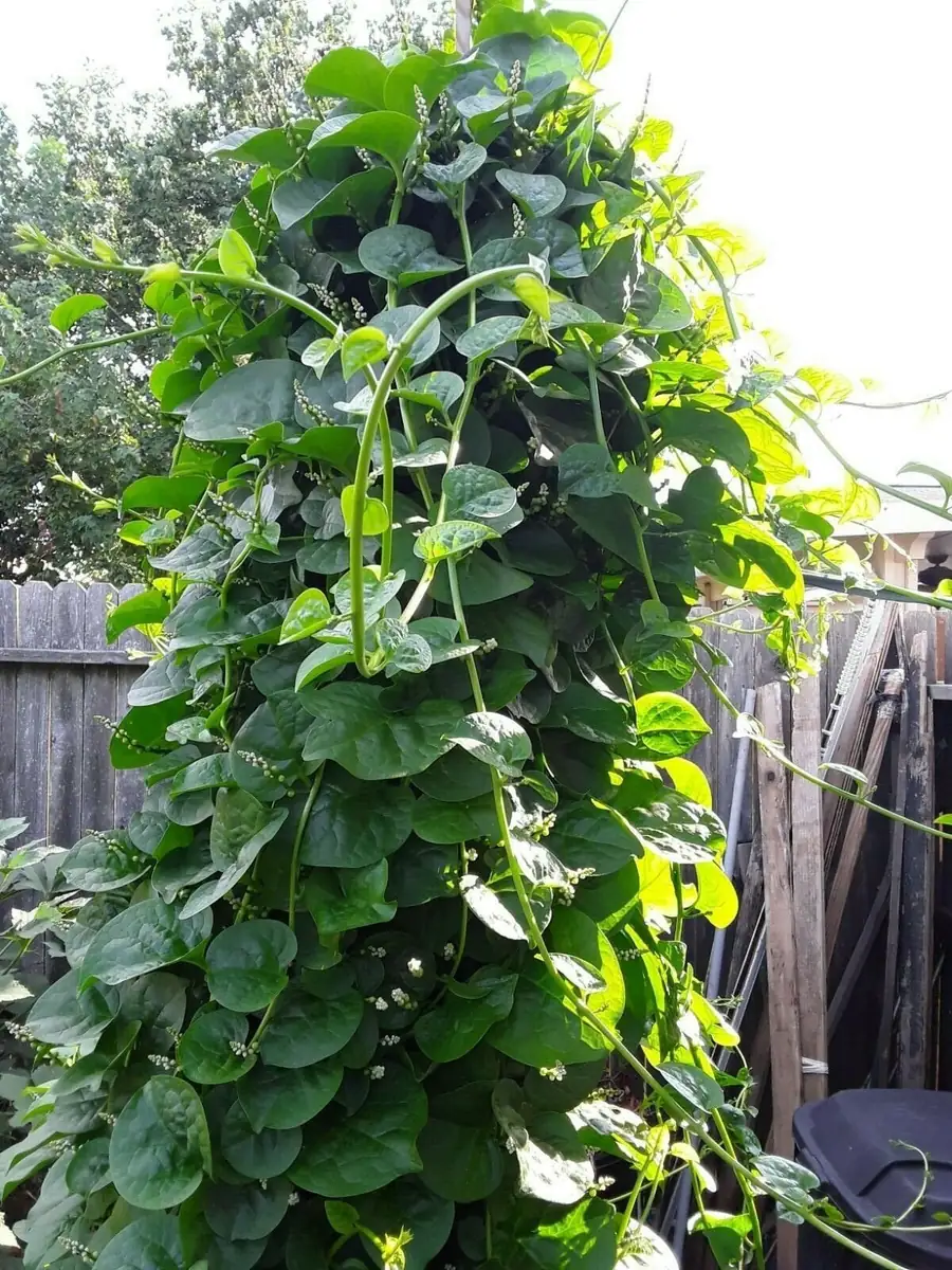 Organic Green Stem Malabar Spinach Seeds - Alugbati Mong Toi Poi Sang Ceylon - Image 3