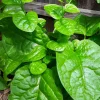 Organic Green Stem Malabar Spinach Seeds - Edible Vine, Zones 9-10 - Image 1