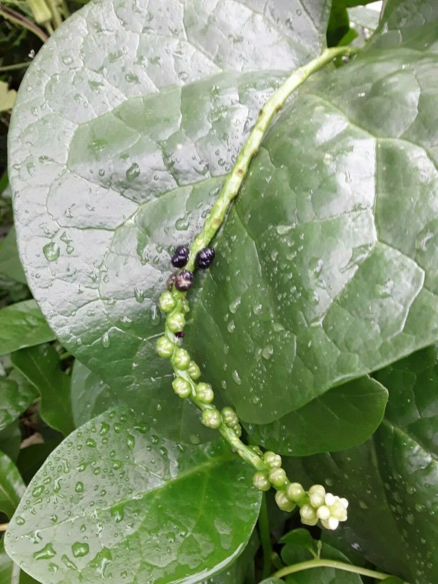 Organic Green Stem Malabar Spinach Seeds - Edible Vine, Zones 9-10 - Image 2