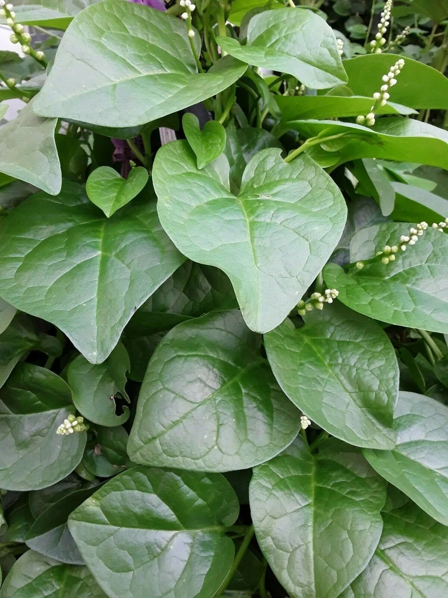 Organic Green Stem Malabar Spinach Seeds - Edible Vine, Zones 9-10 - Image 4