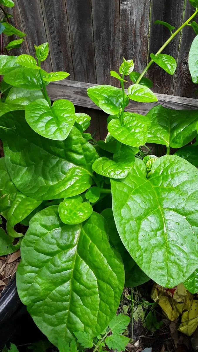 Organic Green Stem Malabar Spinach Seeds - Edible Vine, Zones 9-10 - Image 1