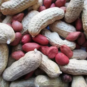 Organic Heirloom Ukrainian Red Valencia Peanut Seeds - 50+ Vegetable Seeds - Image 2