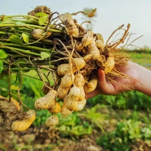 Organic Heirloom Ukrainian Red Valencia Peanut Seeds - 50+ Vegetable Seeds - Image 1