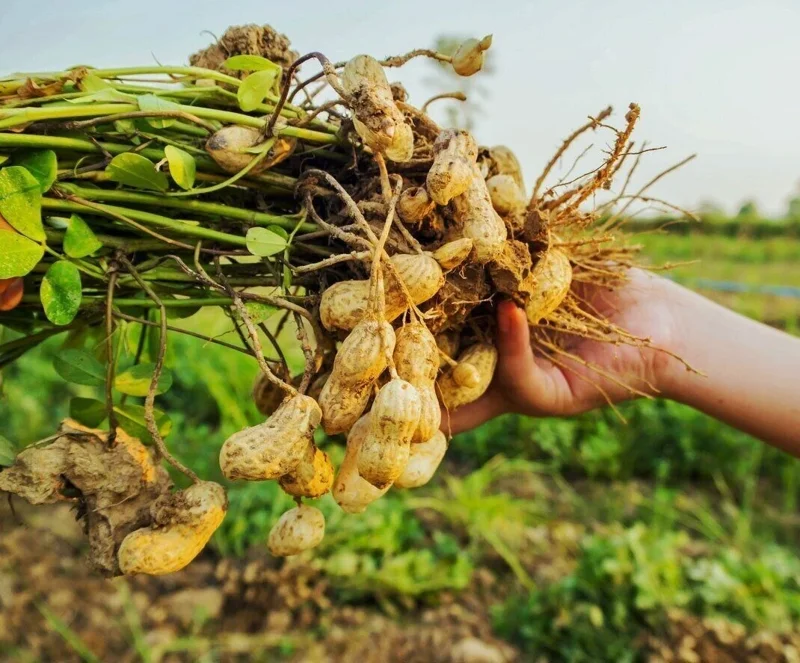 Organic Heirloom Ukrainian Red Valencia Peanut Seeds - 50+ Vegetable Seeds - Image 1