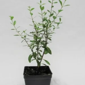 Organic Henna Mehndi Live Plant 8-12 inch in 4 inch Pot - Image 3