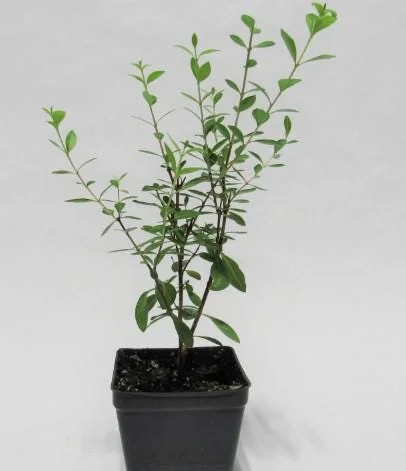 Organic Henna Mehndi Live Plant 8-12 inch in 4 inch Pot - Image 3