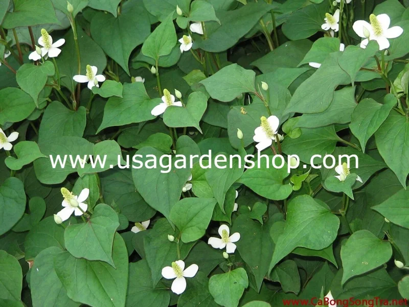 Organic Houttuynia Cordata Live Plant - Dokudami Fish Mint - 10-Pack - Image 2