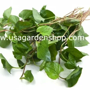 Organic Houttuynia Cordata Live Plant - Dokudami Fish Mint - 10-Pack - Image 3
