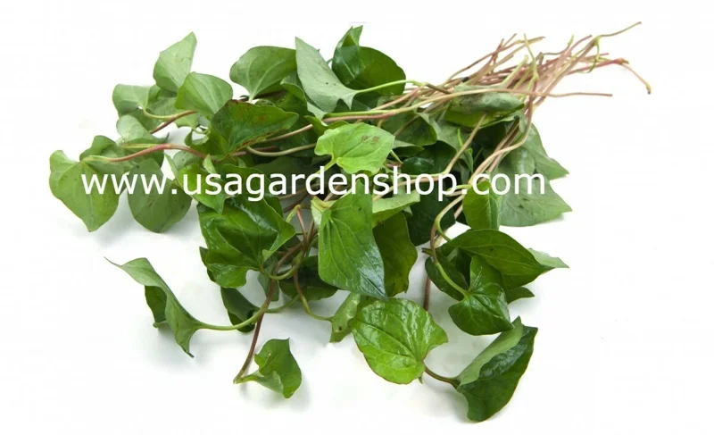 Organic Houttuynia Cordata Live Plant - Dokudami Fish Mint - 10-Pack - Image 3