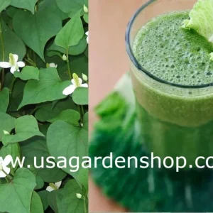 Organic Houttuynia Cordata Live Plant - Dokudami Fish Mint - 10-Pack - Image 4