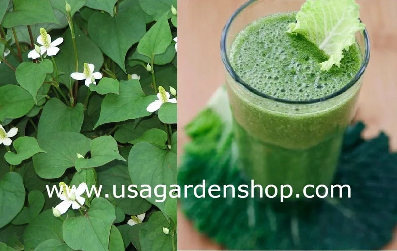 Organic Houttuynia Cordata Live Plant - Dokudami Fish Mint - 10-Pack - Image 4