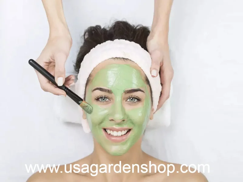 Organic Houttuynia Cordata Live Plant - Dokudami Fish Mint - 10-Pack - Image 5