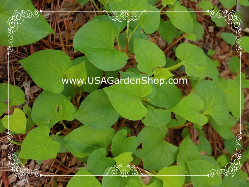 Organic Houttuynia Cordata Live Plant - Dokudami Fish Mint - 10-Pack - Image 6