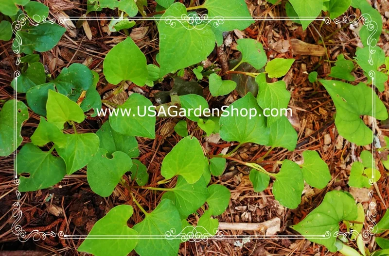 Organic Houttuynia Cordata Live Plant - Dokudami Fish Mint - 10-Pack - Image 7