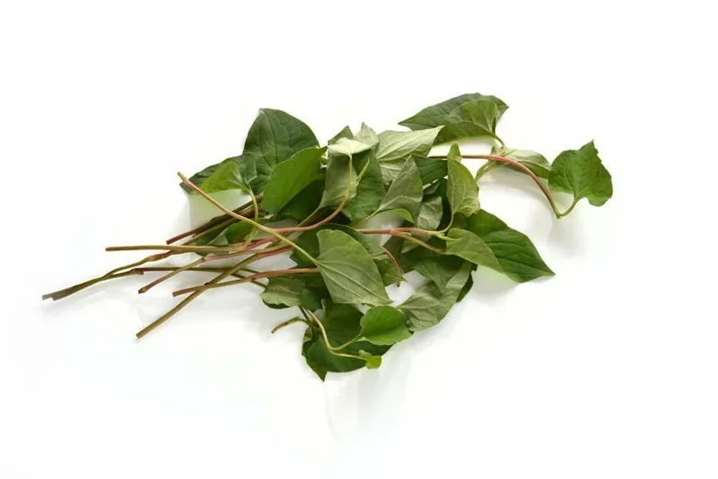 Organic Houttuynia Cordata Live Plant - Dokudami Fish Mint - 10-Pack - Image 8
