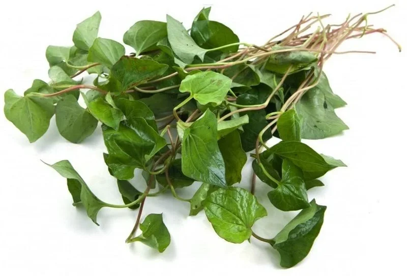 Organic Houttuynia Cordata Live Plant - Dokudami Fish Mint - 10-Pack - Image 9