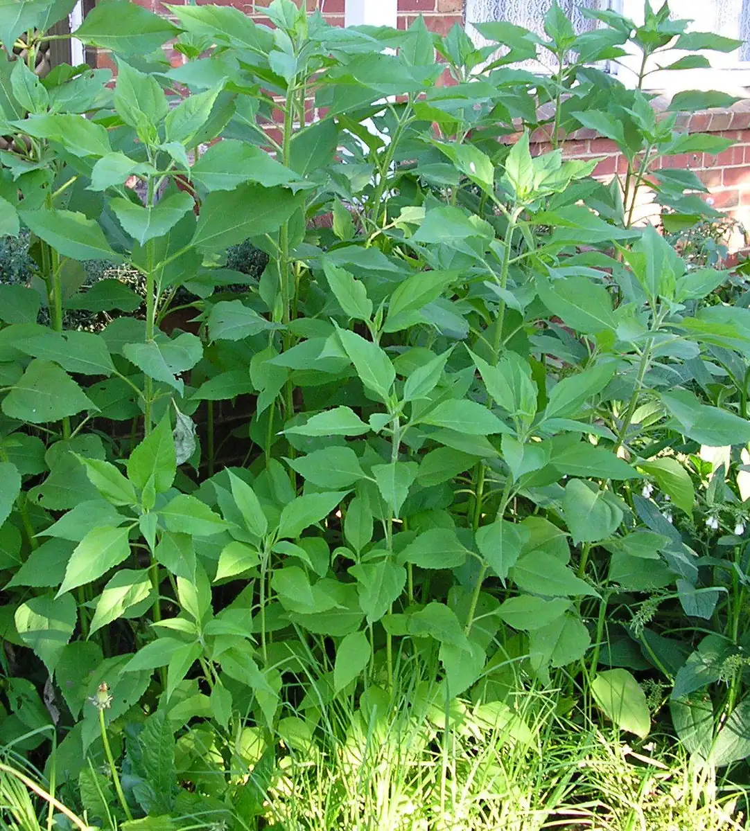 Organic Jerusalem Artichoke Tubers - Early Dwarf Sunray Sunchoke for Planting - Image 1