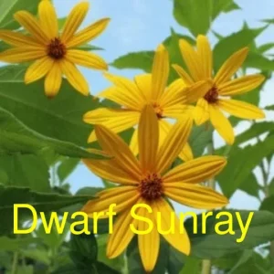 Organic Jerusalem Artichoke Tubers - Early Dwarf Sunray Sunchoke for Planting - Image 2
