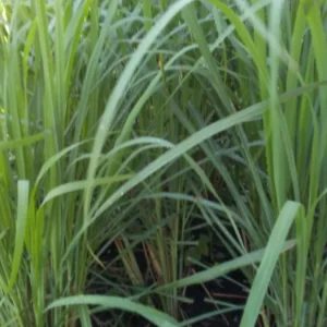 Organic Lemongrass Leaves Fresh Cut - 1 lb Edible Herb for Tea & Cooking - Image 2