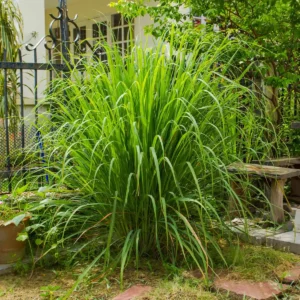 Organic Lemongrass Plant Crown Bare Root - West Indian Cymbopogon citratus Culinary Herb - Image 2