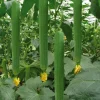 Organic Luffa Gourd Seeds - Loofah Sponge Seeds - Non-GMO Vegetable Seeds for Outdoor Growing - Image 1